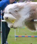 Beardie doing Agility