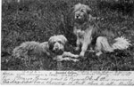 1903 Bearded Collie Postcard