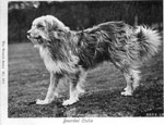 Postcard featuring a Bearded Collie