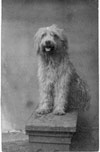 Studio Portrait of a Bearded Collie