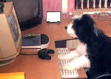 Puppy on Computer