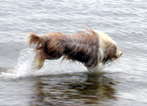 Beardie in the Sea