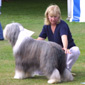 Beardie in Show Ring