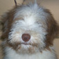 Another Beardie Puppy
