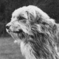 Bearded Collie Archives