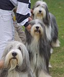 Line of Beardies