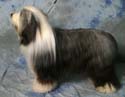 junior_dog