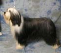 limit_dog