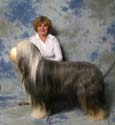 open_dog
