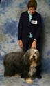 special_veteran_dog